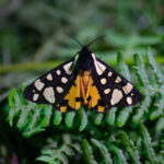 Tiger Moth