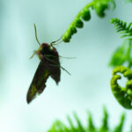 Hawk Moth