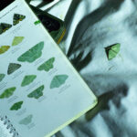Moth next to identification book