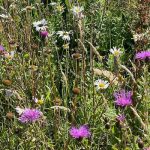 wildflowers